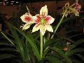 Butterfly Amaryllis / Hippeastrum papilio